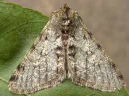 Attēlu rezultāti vaicājumam “Phigalia pilosaria”