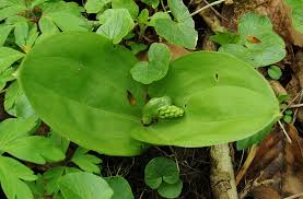 Attēlu rezultāti vaicājumam “Listera ovata leaf”