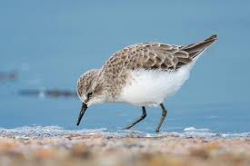 Attēlu rezultāti vaicājumam “Calidris minuta”