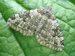 Attēlu rezultāti vaicājumam “Xanthorhoe fluctuata”