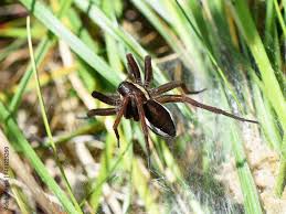 Attēlu rezultāti vaicājumam “Dolomedes fimbriatus”