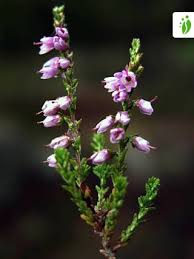 Attēlu rezultāti vaicājumam “Calluna vulgaris leaf”