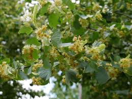 Attēlu rezultāti vaicājumam “Tilia cordata flower”