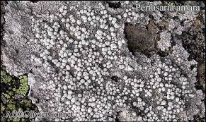 Attēlu rezultāti vaicājumam “Pertusaria amara”