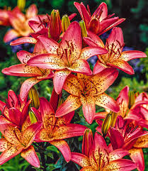 Image result for Lilie