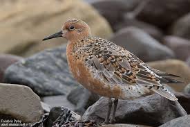 Attēlu rezultāti vaicājumam “Calidris canutus adult”