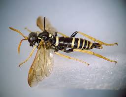 Attēlu rezultāti vaicājumam “Tenthredo scrophulariae larva”