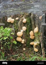 Attēlu rezultāti vaicājumam “Climacocystis borealis”