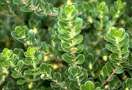 Attēlu rezultāti vaicājumam “Arctostaphylos uva-ursi”