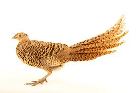 Image result for Chrysolophus amherstiae