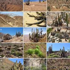 Attēlu rezultāti vaicājumam “Comatricha ellae spores”