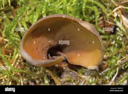 Attēlu rezultāti vaicājumam “Otidea bufonia”