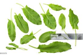 Attēlu rezultāti vaicājumam “Rumex acetosa leaf”