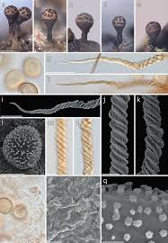 Attēlu rezultāti vaicājumam “Trichia sp.”