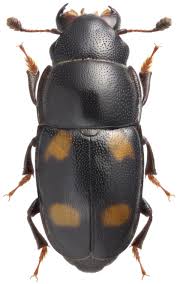 Attēlu rezultāti vaicājumam “Glischrochilus hortensis”