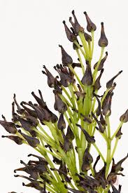 Attēlu rezultāti vaicājumam “Fraxinus excelsior flower”