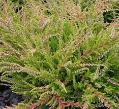 Attēlu rezultāti vaicājumam “Calluna vulgaris leaf”
