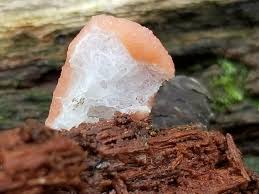 Attēlu rezultāti vaicājumam “Tubifera magna macro”