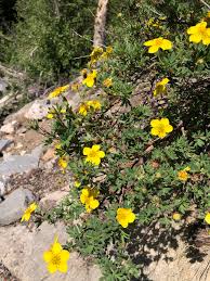 Attēlu rezultāti vaicājumam “Pentaphylloides fruticosa flower”