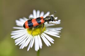 Attēlu rezultāti vaicājumam “Trichodes apiarius”