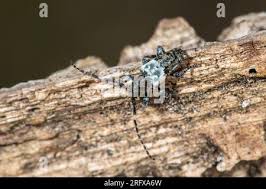 Attēlu rezultāti vaicājumam “Pogonocherus hispidulus”