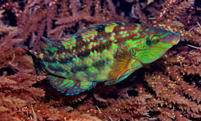 Image result for Symphodus melops