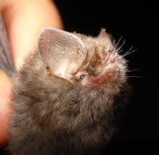 Attēlu rezultāti vaicājumam “Chiroptera”