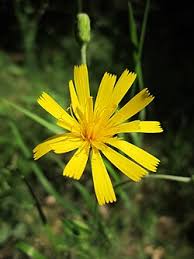Attēlu rezultāti vaicājumam “Hieracium murorum flower”