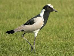 Attēlu rezultāti vaicājumam “Vanellus vanellus”