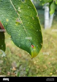 Attēlu rezultāti vaicājumam “Euura pedunculi”