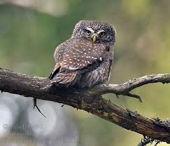 Attēlu rezultāti vaicājumam “Glaucidium passerinum adult”