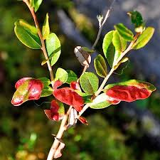 Attēlu rezultāti vaicājumam “Exobasidium cassandrae”
