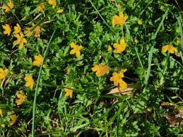 Attēlu rezultāti vaicājumam “Ranunculus cassubicus bud”