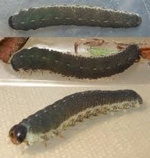 Attēlu rezultāti vaicājumam “Tenthredo scrophulariae larva”