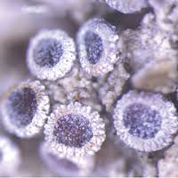 Attēlu rezultāti vaicājumam “Bacidia subincompta”