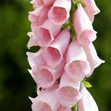 Image result for Digitalis purpurea