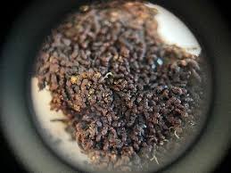 Attēlu rezultāti vaicājumam “Frullania fragilifolia”