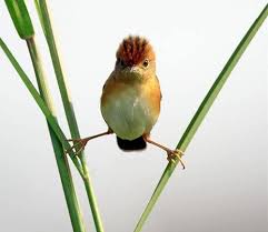 Image result for lulcatz