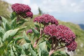 Attēlu rezultāti vaicājumam “Hylotelephium telephium leaf”