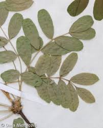 Attēlu rezultāti vaicājumam “Caragana arborescens leaf”