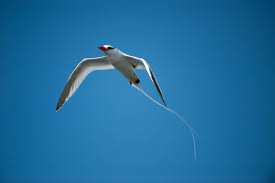 Image result for Phaethon aethereus