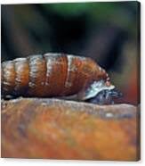 Attēlu rezultāti vaicājumam “Clausiliidae”