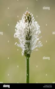 Attēlu rezultāti vaicājumam “Plantaginaceae”