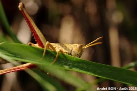 Attēlu rezultāti vaicājumam “Chrysochraon dispar”