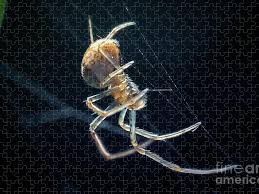 Attēlu rezultāti vaicājumam “Linyphiidae”