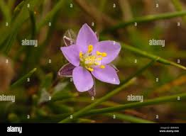 Attēlu rezultāti vaicājumam “Spergularia rubra flower”
