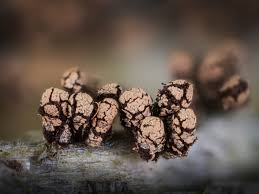 Attēlu rezultāti vaicājumam “Badhamia dubia sessile”