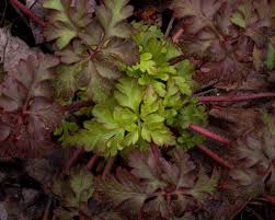 Attēlu rezultāti vaicājumam “Geranium robertianum leaf”