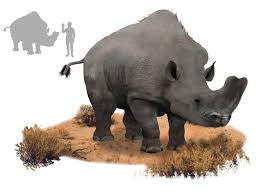 Attēlu rezultāti vaicājumam “Bryum amblyodon”