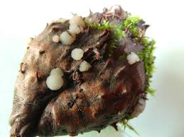 Attēlu rezultāti vaicājumam “Hymenoscyphus fructigenus”